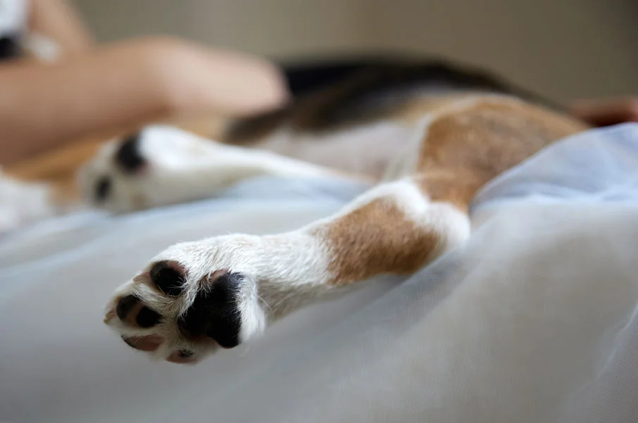 Decisión de eutanasia de una mascota Funeral Pet - Servicios Funerarios para Mascotas
